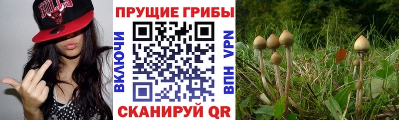 цены   Суджа  Псилоцибиновые грибы GOLDEN TEACHER 